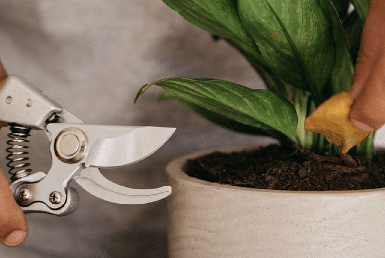 Pruning chinese evergreen with silver shears